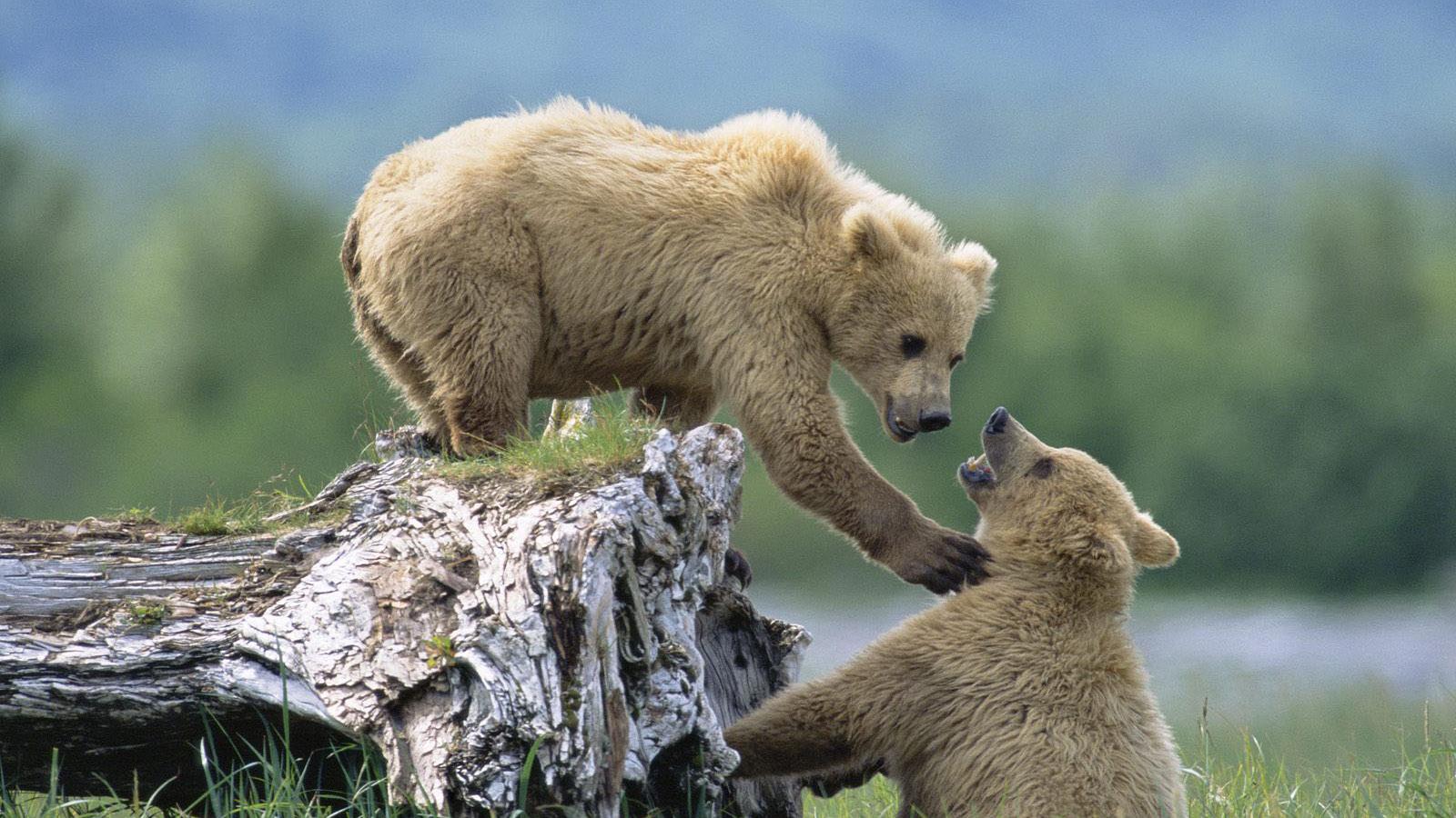 Wallpaper Grizzly Bears Alaska X Widescreen Desktop