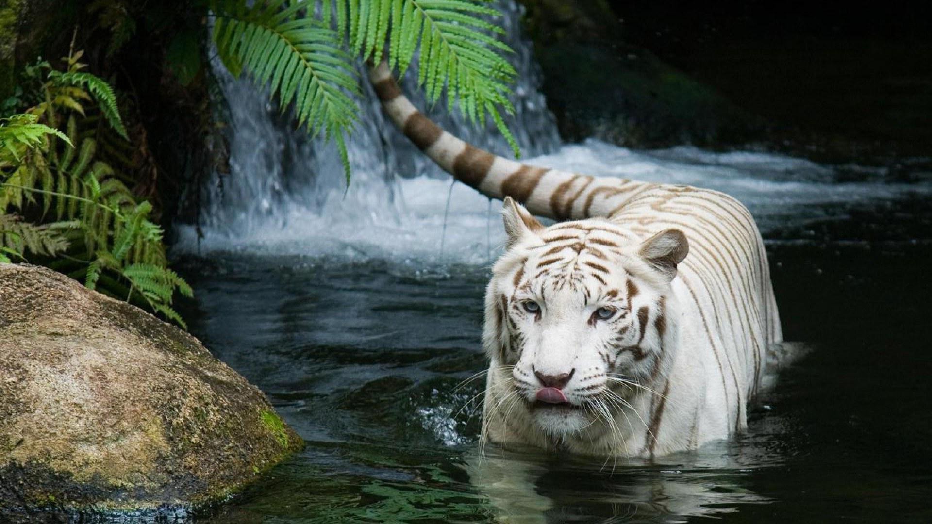 Premium AI Image | A tiger is sitting in front of a laptop screen.