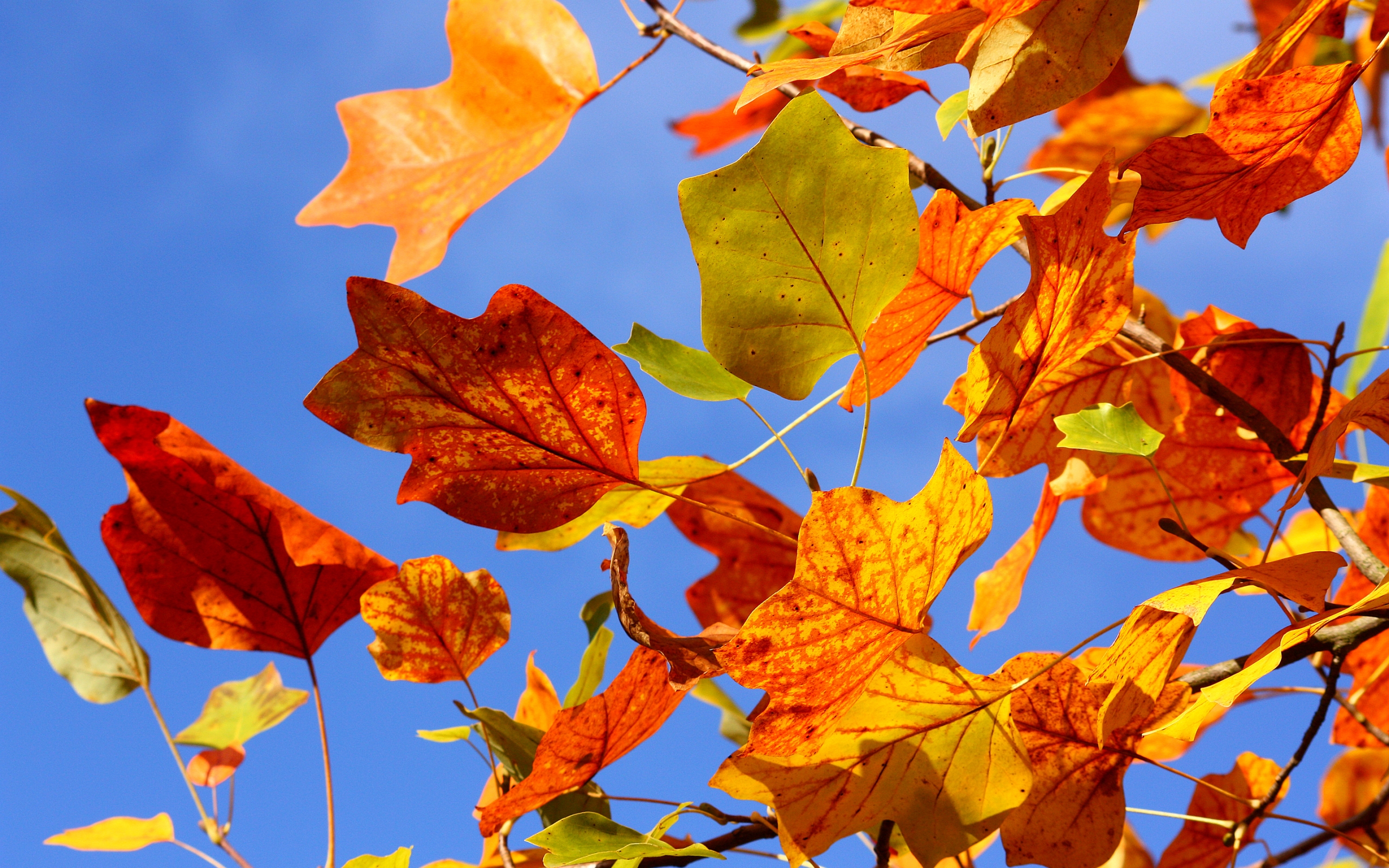 Colorful Autumn Leaves Wallpaper And Image