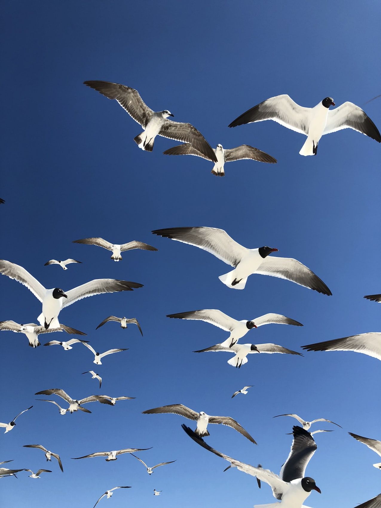 Birds In The Sky Photo Wallpaper