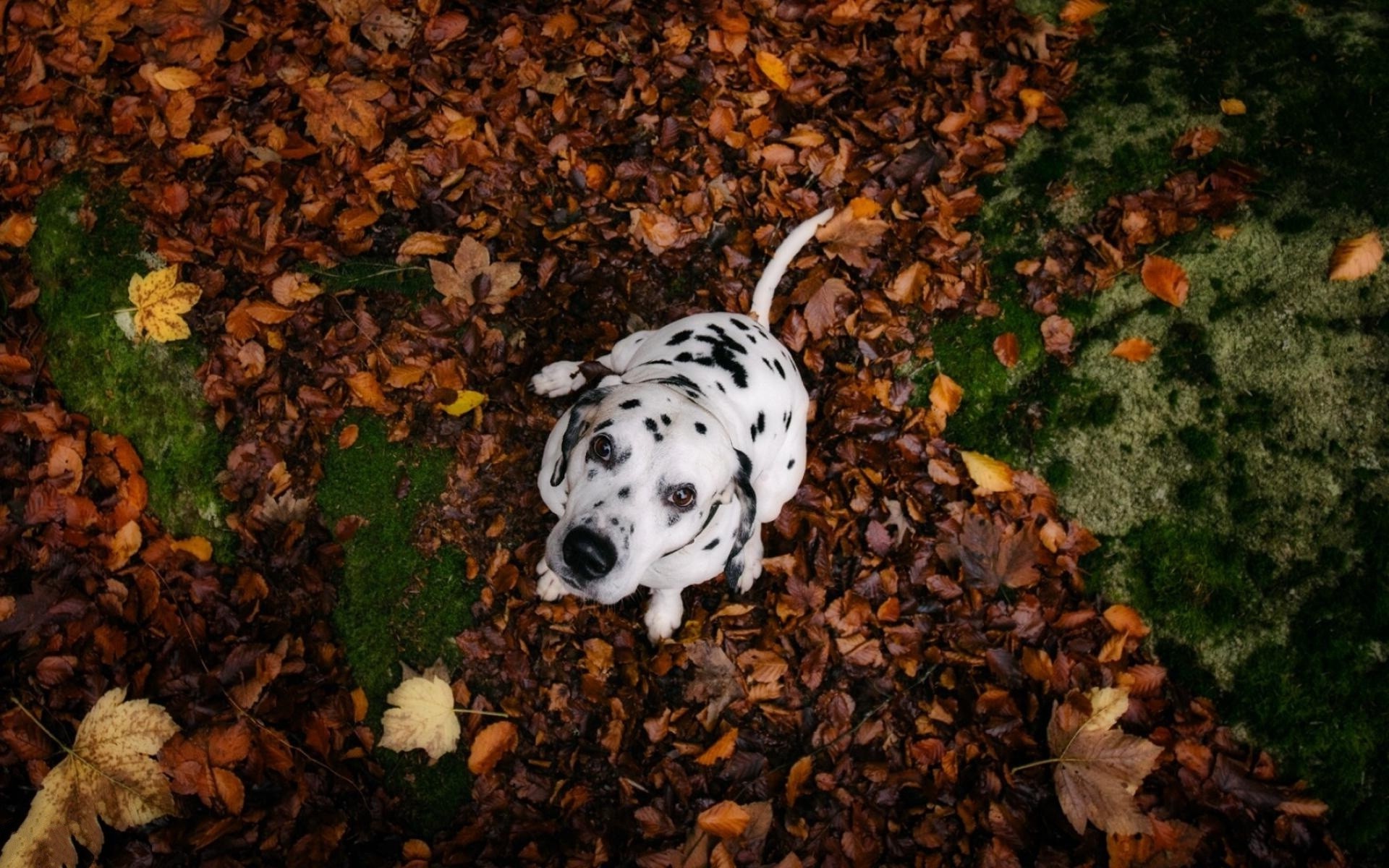 HD Dalmatian Dog Wallpaper HDwallsource