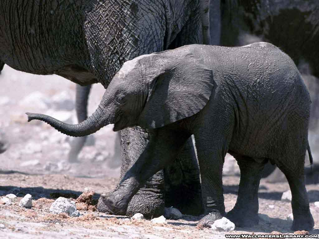 Funny Elephant Baby And Animal Wallpaper Doblelol