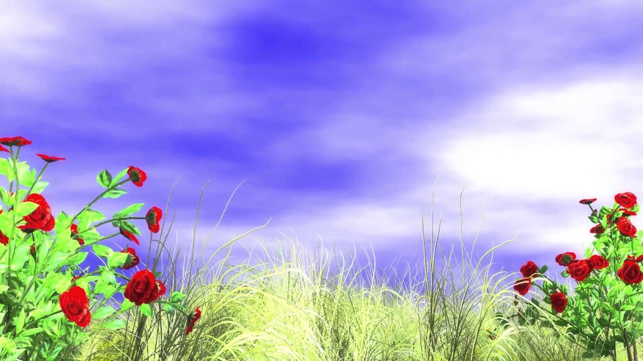 HD 1080p Video Background 3d Animated Red Roses