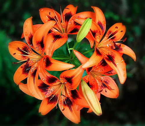 Tiger Lily Flower Amazing Wallpaper