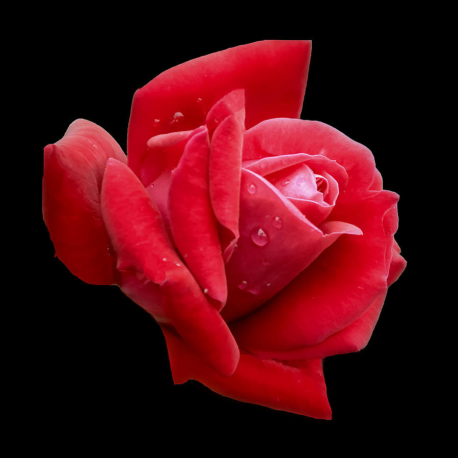 Red Rose On Black Background Photograph By Paul Pecora