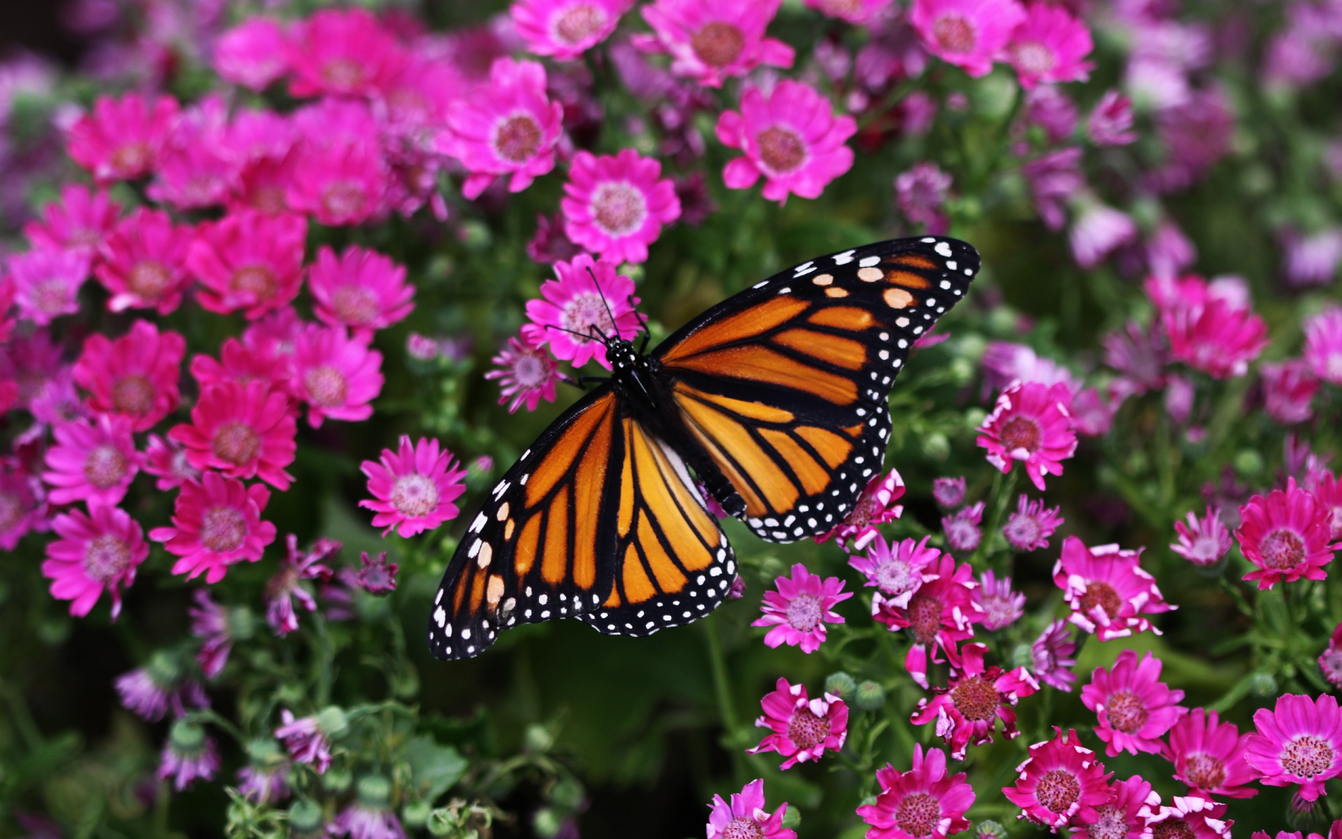 Butterfly Full HD Wallpaper And