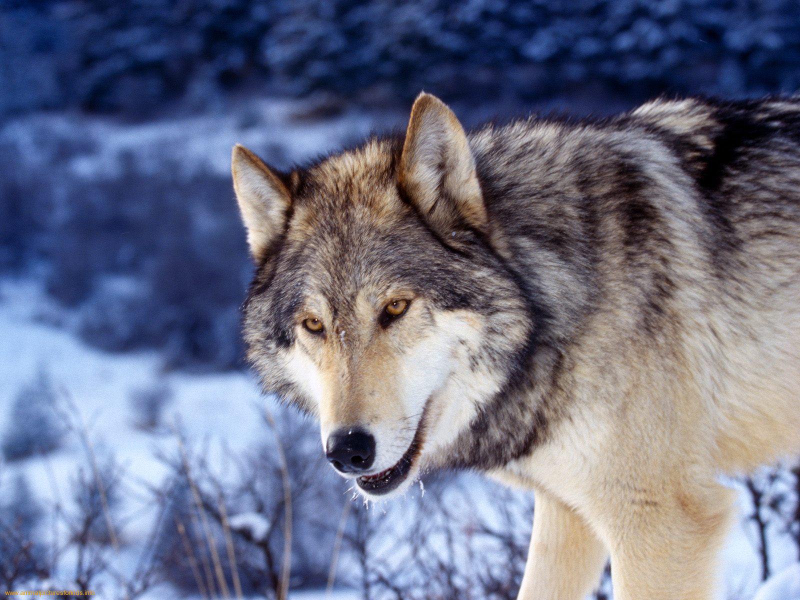 Wolf Wallpaper Zoom