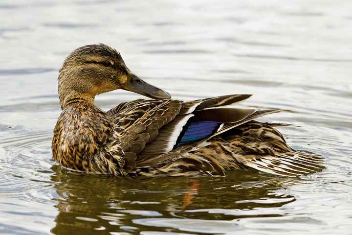 Mallard Duck At The Hirsel Cp Near Coldstream Scottish Borders Ron