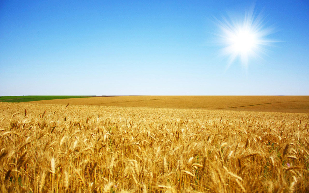 Free download Harvest of golden wheat fields Wallpaper 3 Landscape  Wallpapers [1280x800] for your Desktop, Mobile & Tablet | Explore 48+ Golden  Harvest Wheat Wallpaper Paste | Harvest Moon Wallpapers, Golden Wallpapers,