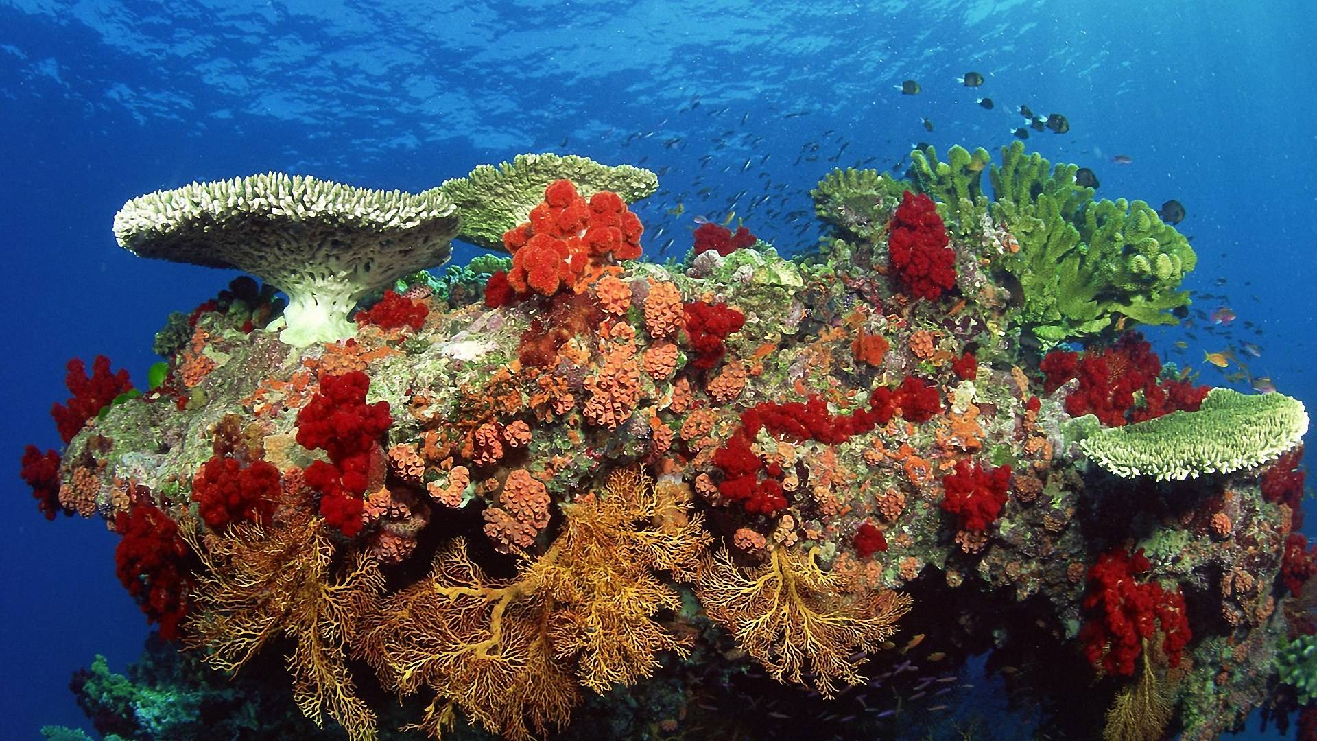 [48+] Coral Reef Wallpaper HD on WallpaperSafari