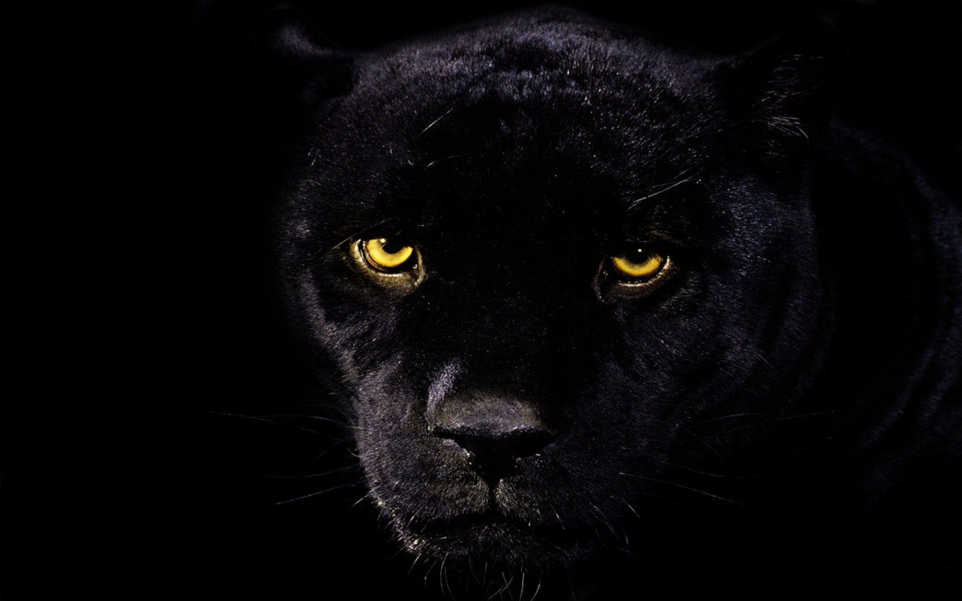 Black Leopard Wallpaper
