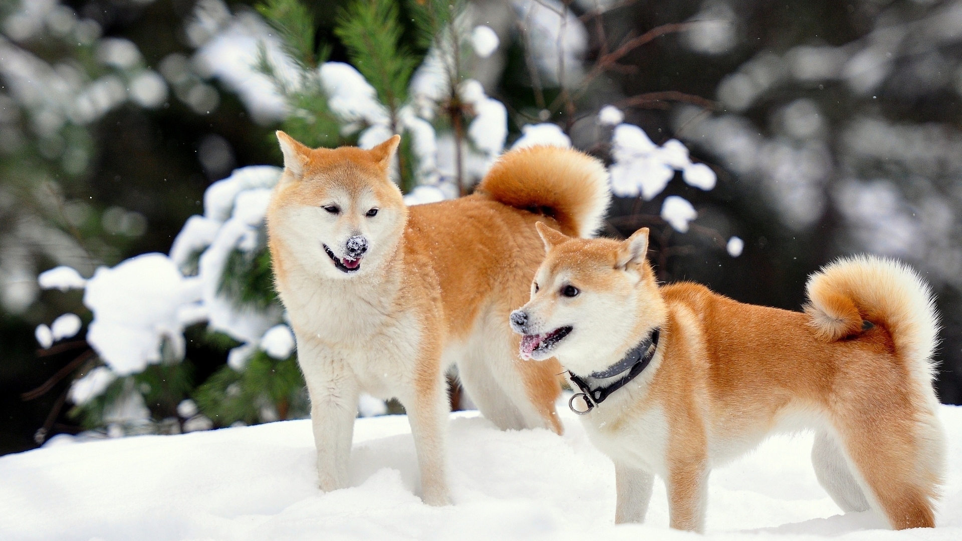 Akita Inu Dogs Playing In The Snow Wallpaper And Image