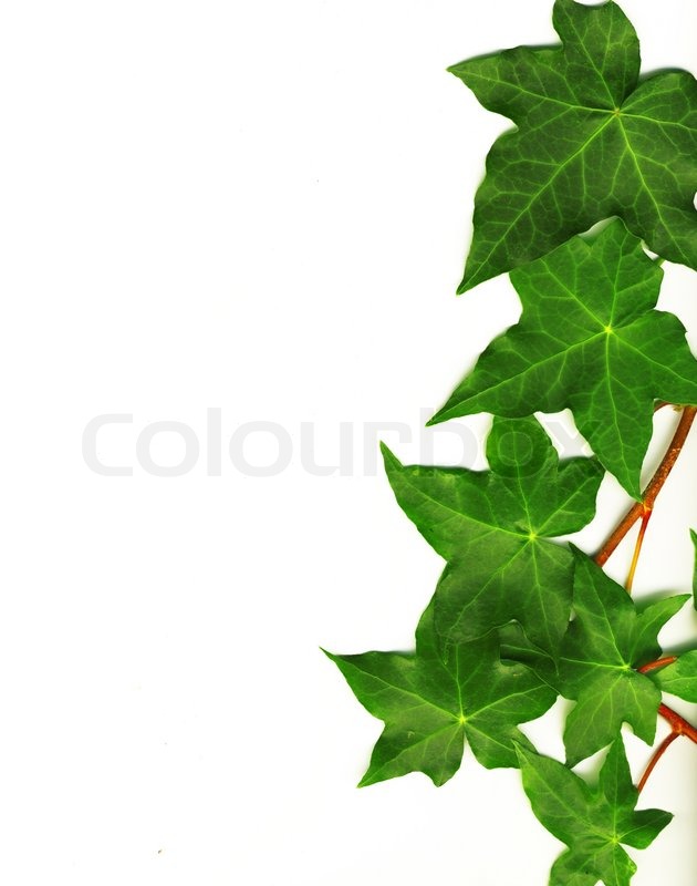 Free download Green Border Made Of Ivy Leaves Isolated On A White