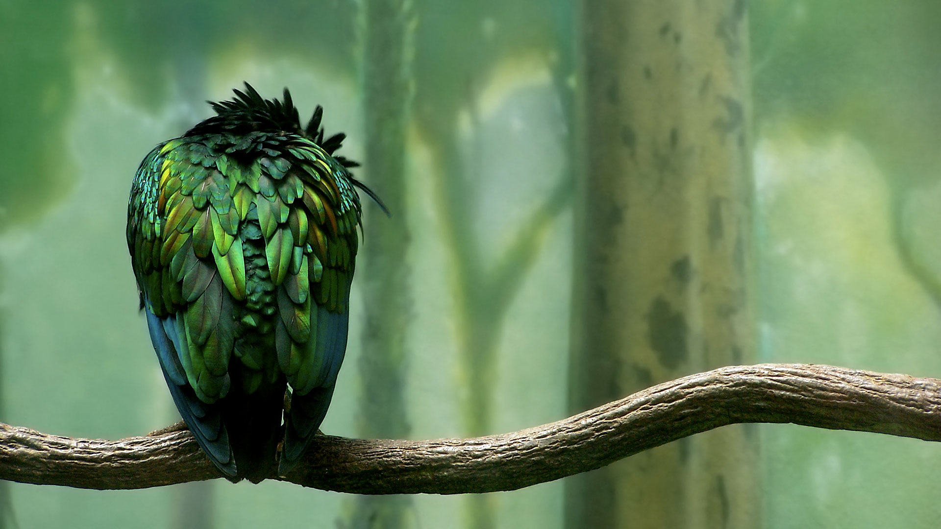 Green Colored Bird Wallpapers HD Wallpapers 1920x1080
