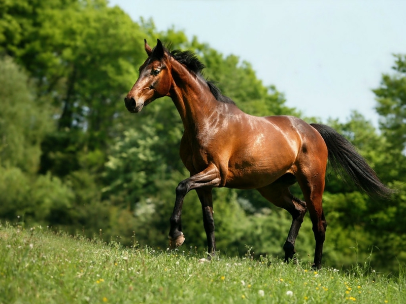 Horse Wallpaper Arabian Beautiful
