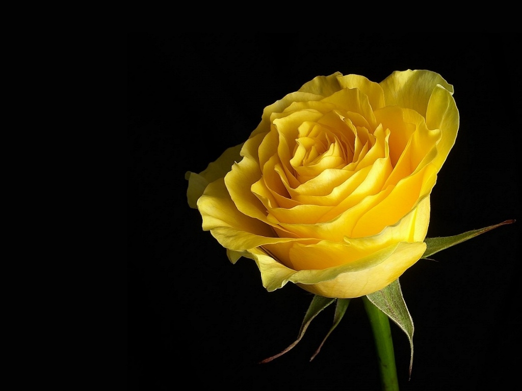 Yellow Rose Hd Wallpaper For Mobile