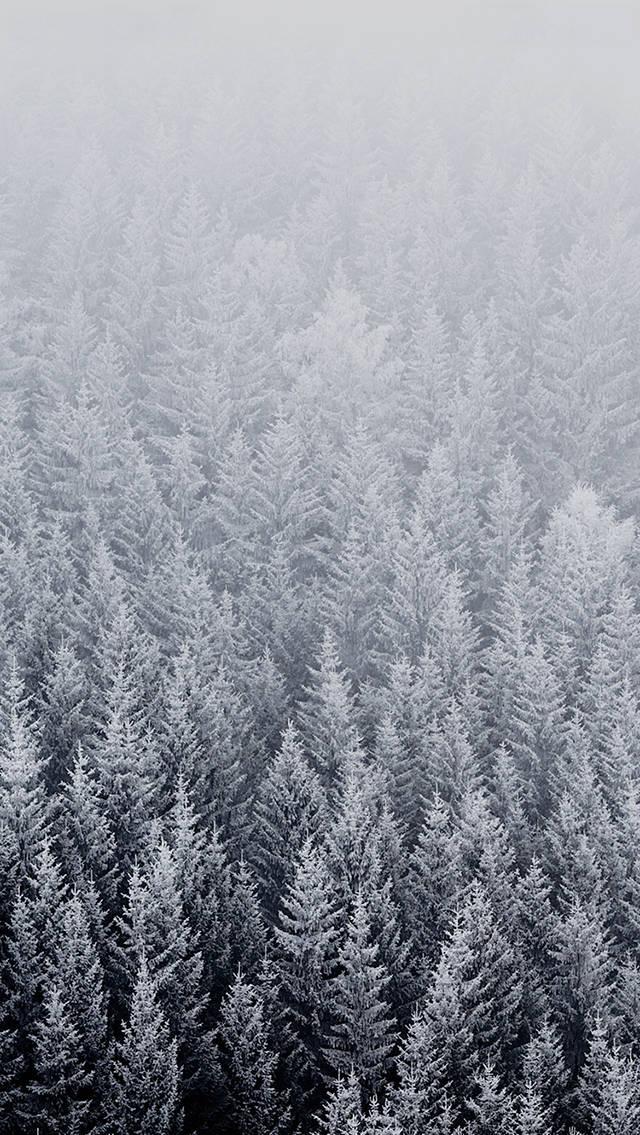 Ios Winter Pine Trees Wallpaper