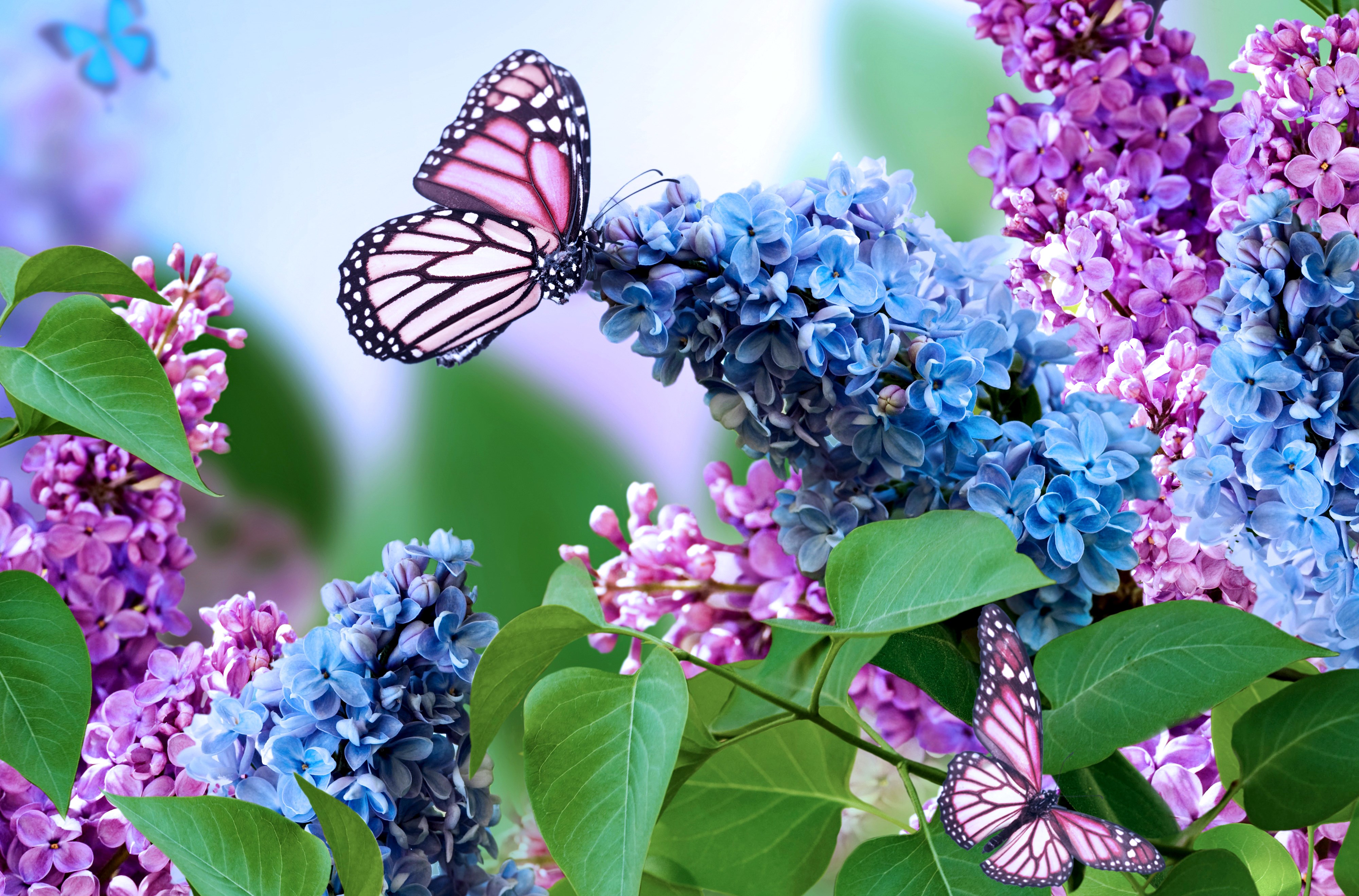 Purple Butterfly Desktop Wallpaper HD