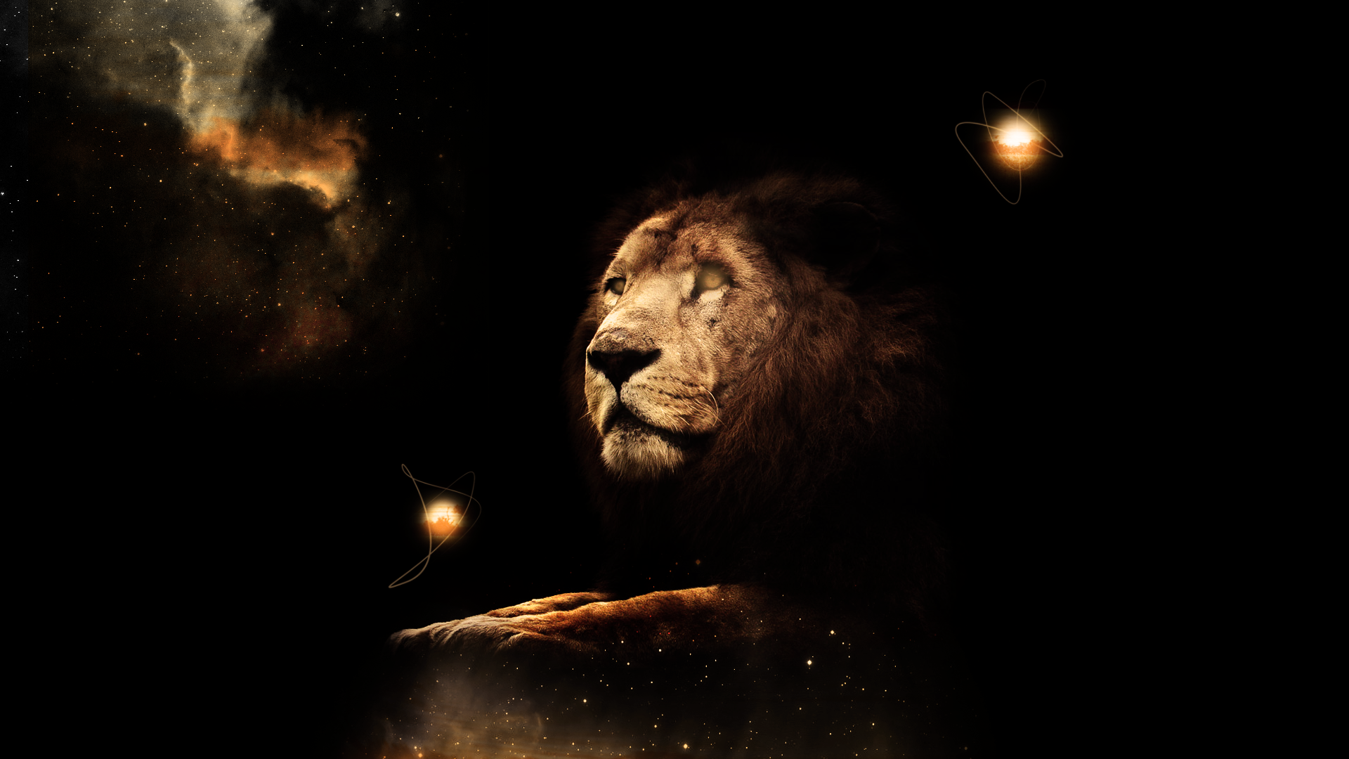 Lion Wallpaper HD By Tooyp