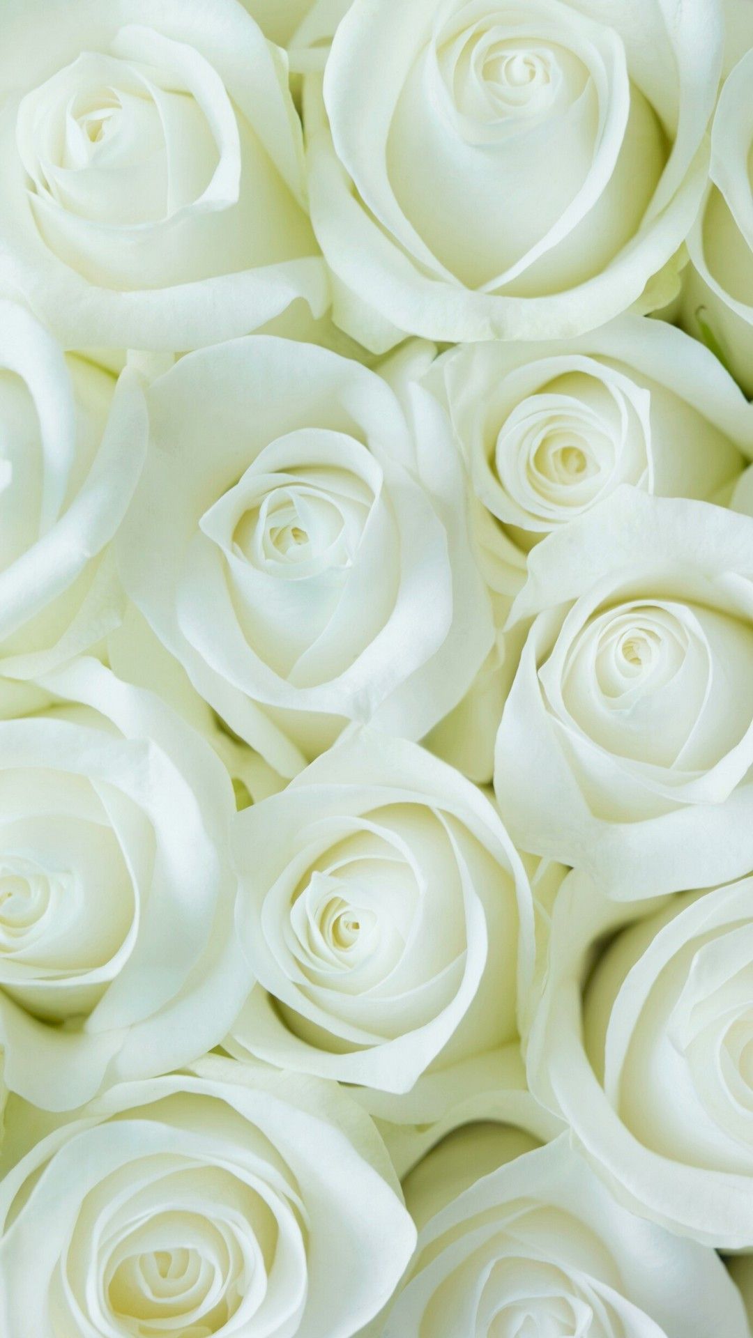 White Flower iPhone Wallpaper