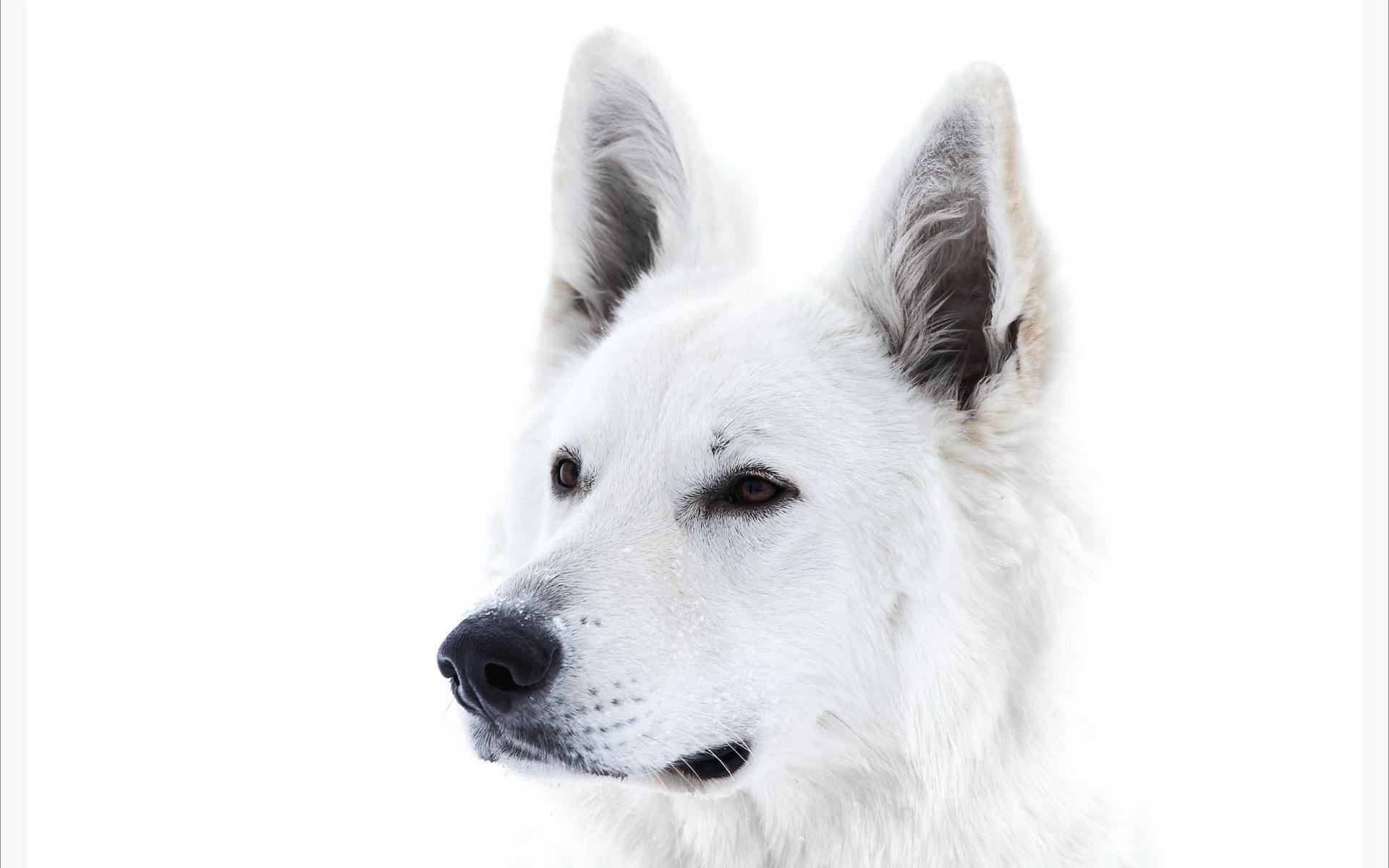 White Dog HD Wallpaper High Resolution WallartHD