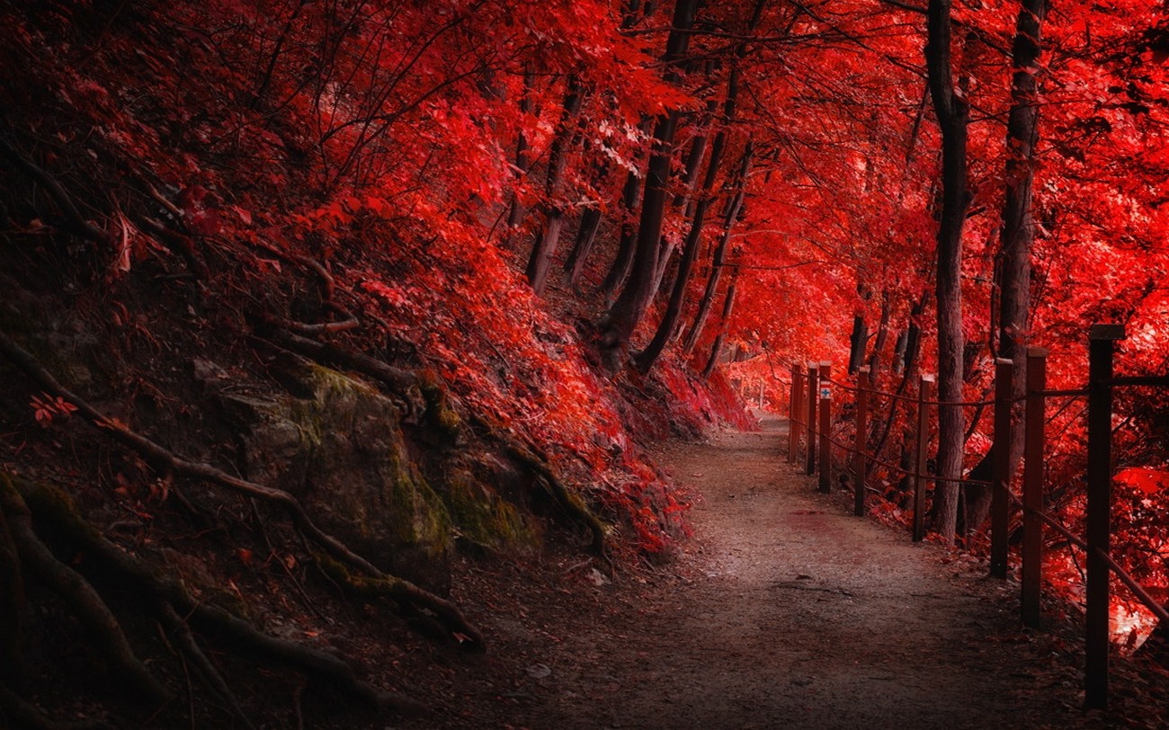 Landscape Nature Fall Red Path Fence Forest Trees