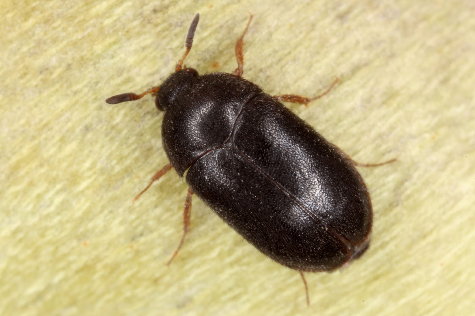 Carpet Beetle Where Do They Come From At Annetta Boucher Wallpaper