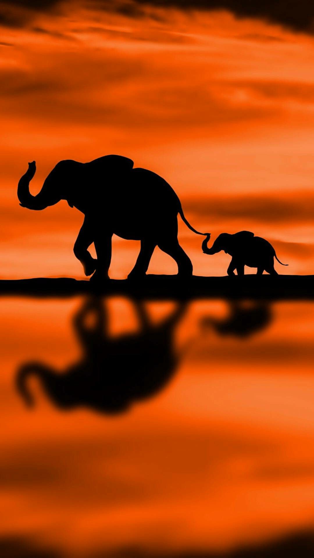 A baby elephant following its mother on a beautiful orange
