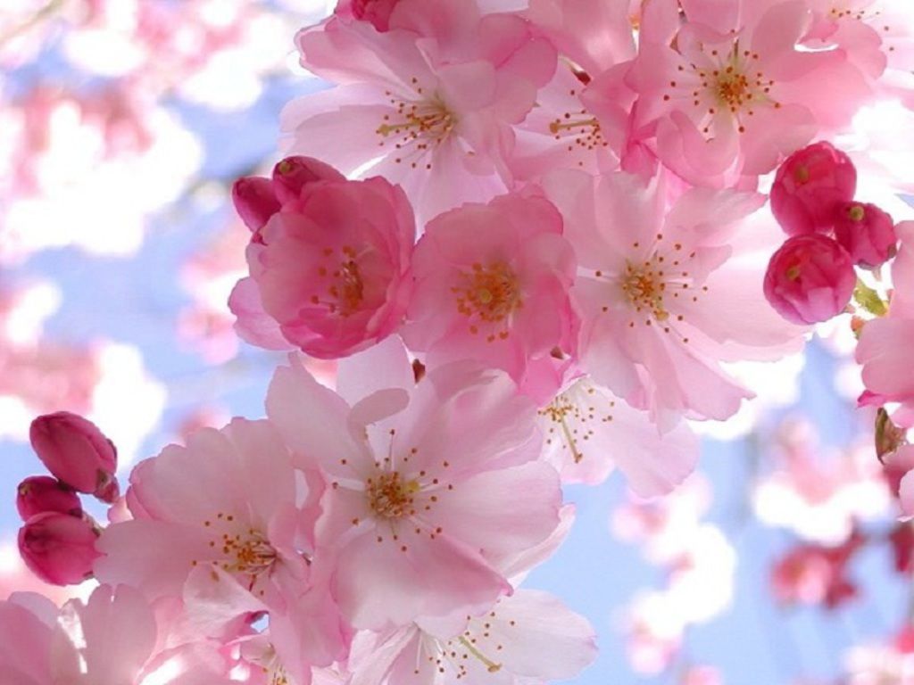  Spring Wallpaper And Screensavers HD Wallpapers Pictures HD 1024x768