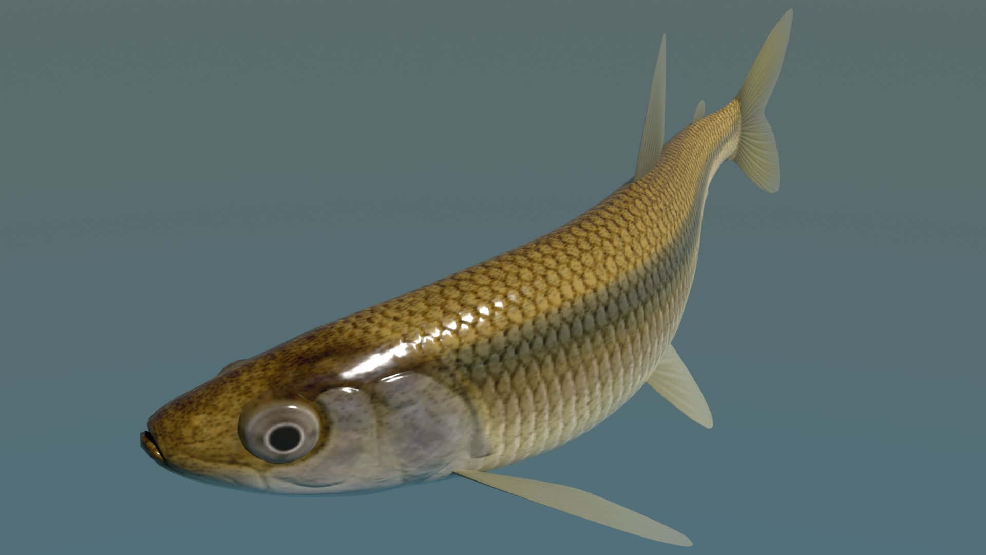 Common Smelt Fish Wallpaper
