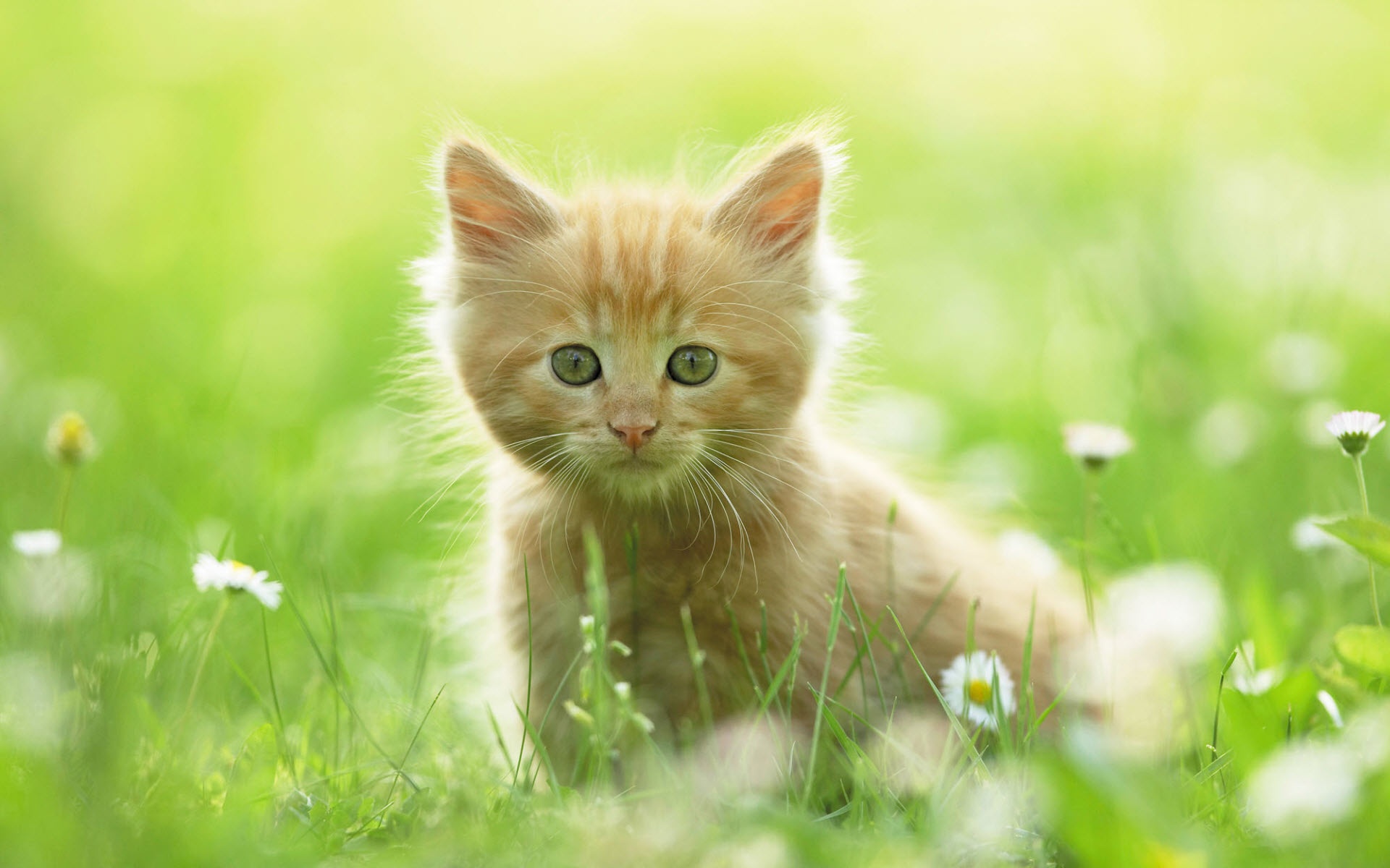 Spring Cat Wallpaper High Definition Quality Widescreen