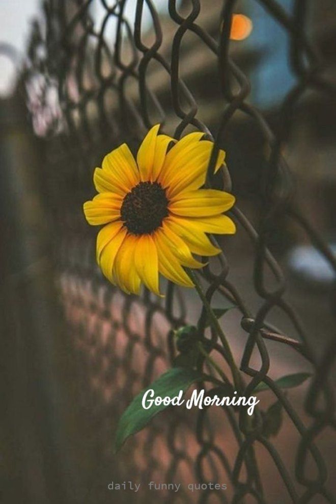 38 Inspirational Good Morning Quotes with Beautiful Images