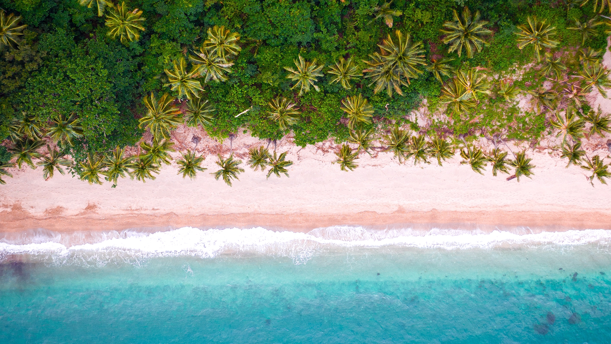 Tropical Island Palm Trees Aerial Top