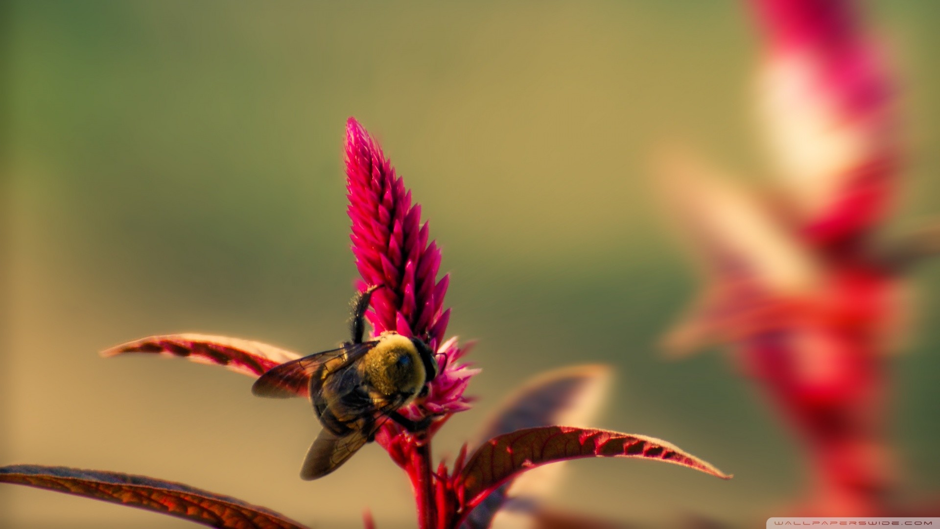 Insects Wallpaper