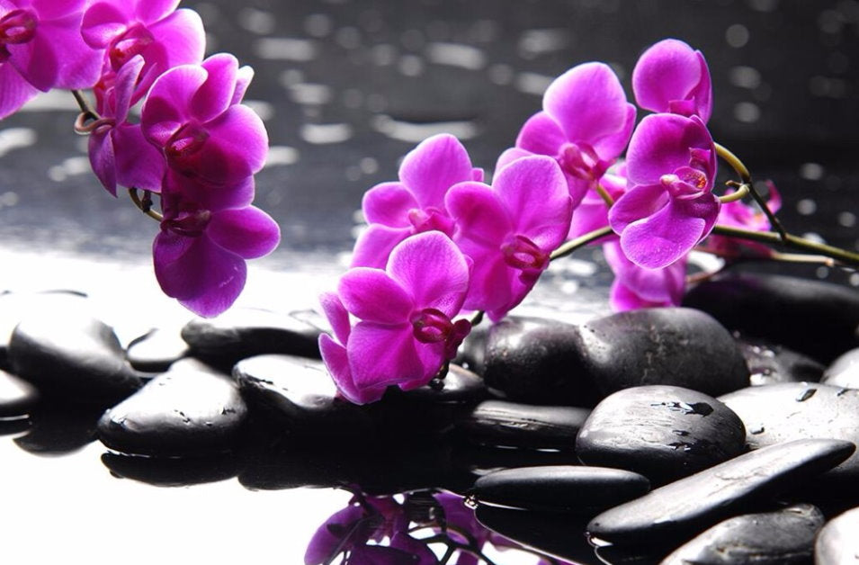 Beautiful Purple Orchid Zen Stone Wallpaper Mural For Home Or