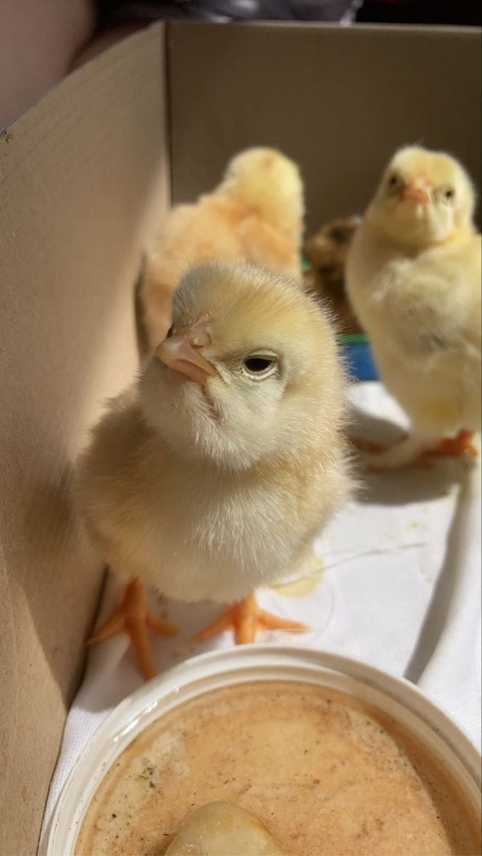 Little Chicken Wallpaper