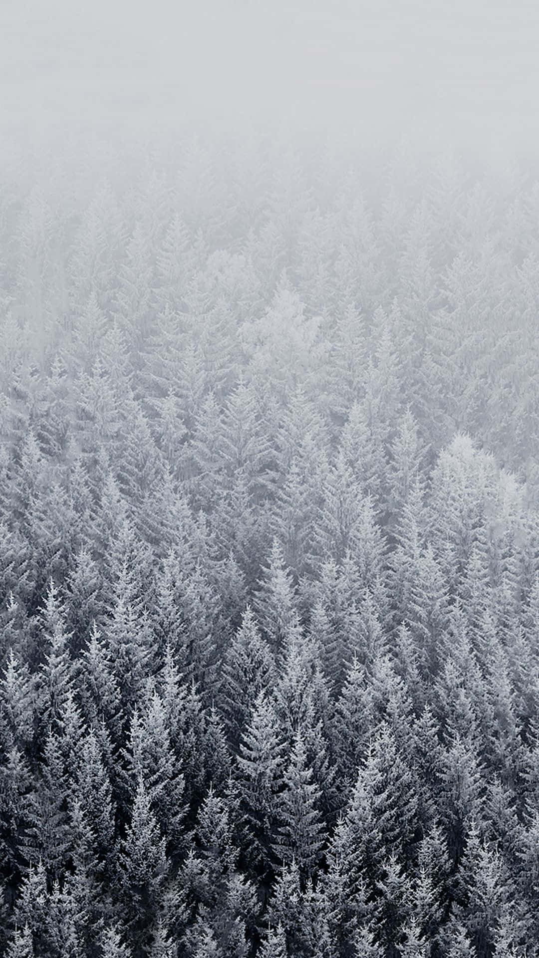 Cute Forest With Winter Trees Phone Wallpaper