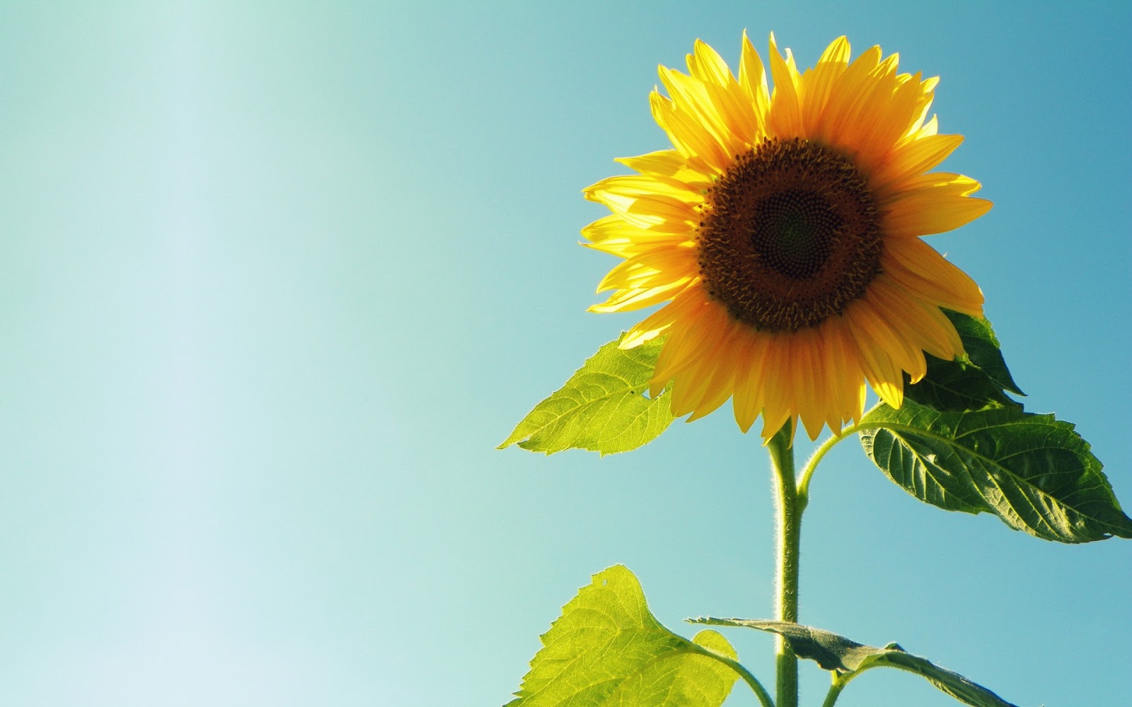 Sunflower Full HD Desktop Wallpaper 1080p