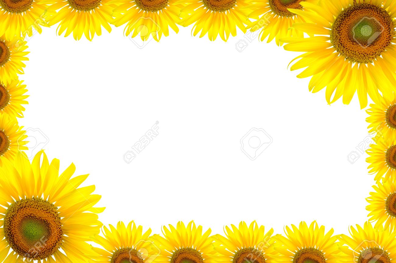 Sunflower Background For Presentation Stock Photo Picture And