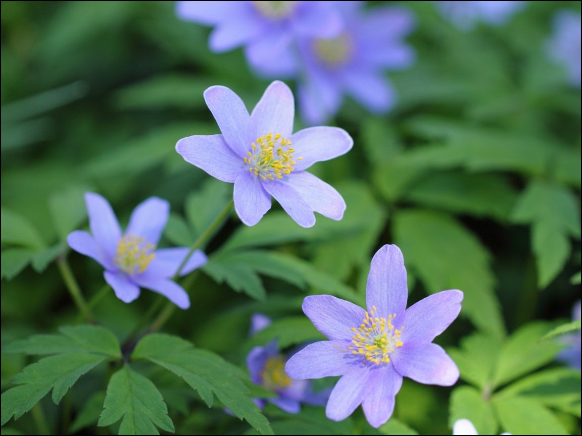 Purple Anemone