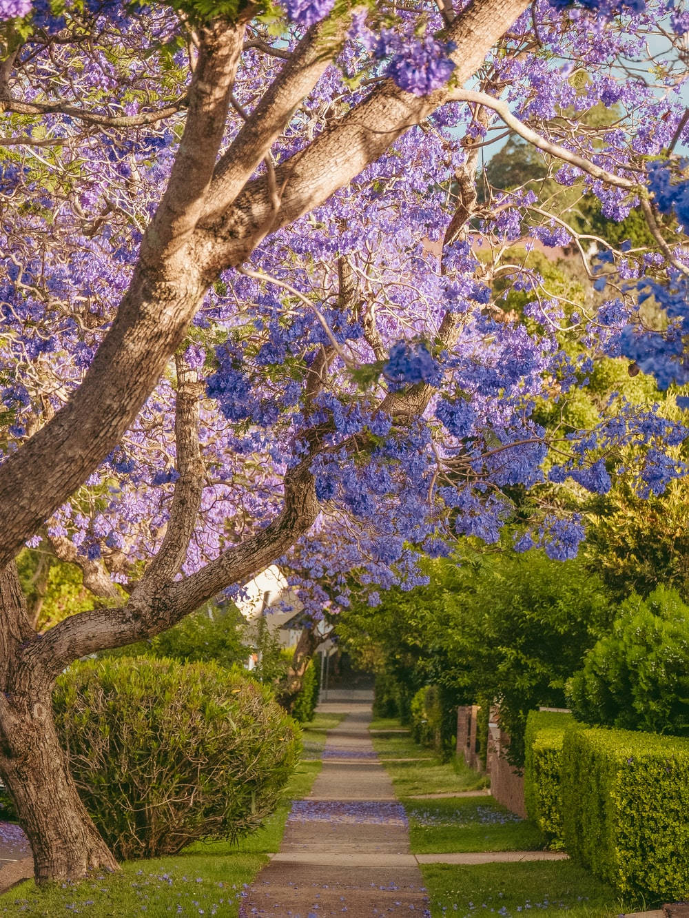 Purple Tree Wallpaper