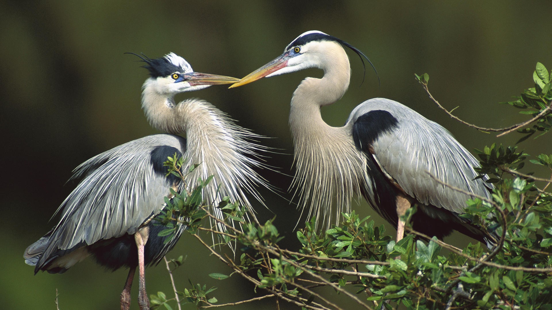 Birds Herons Wallpaper And Image Pictures