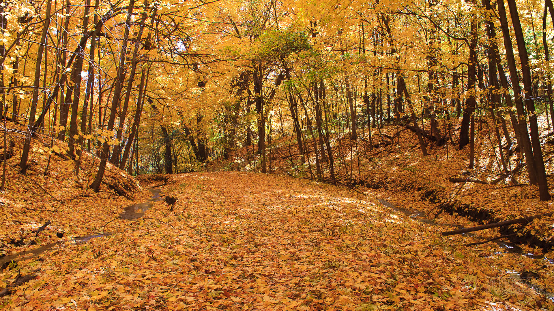 Early Fall Wallpaper