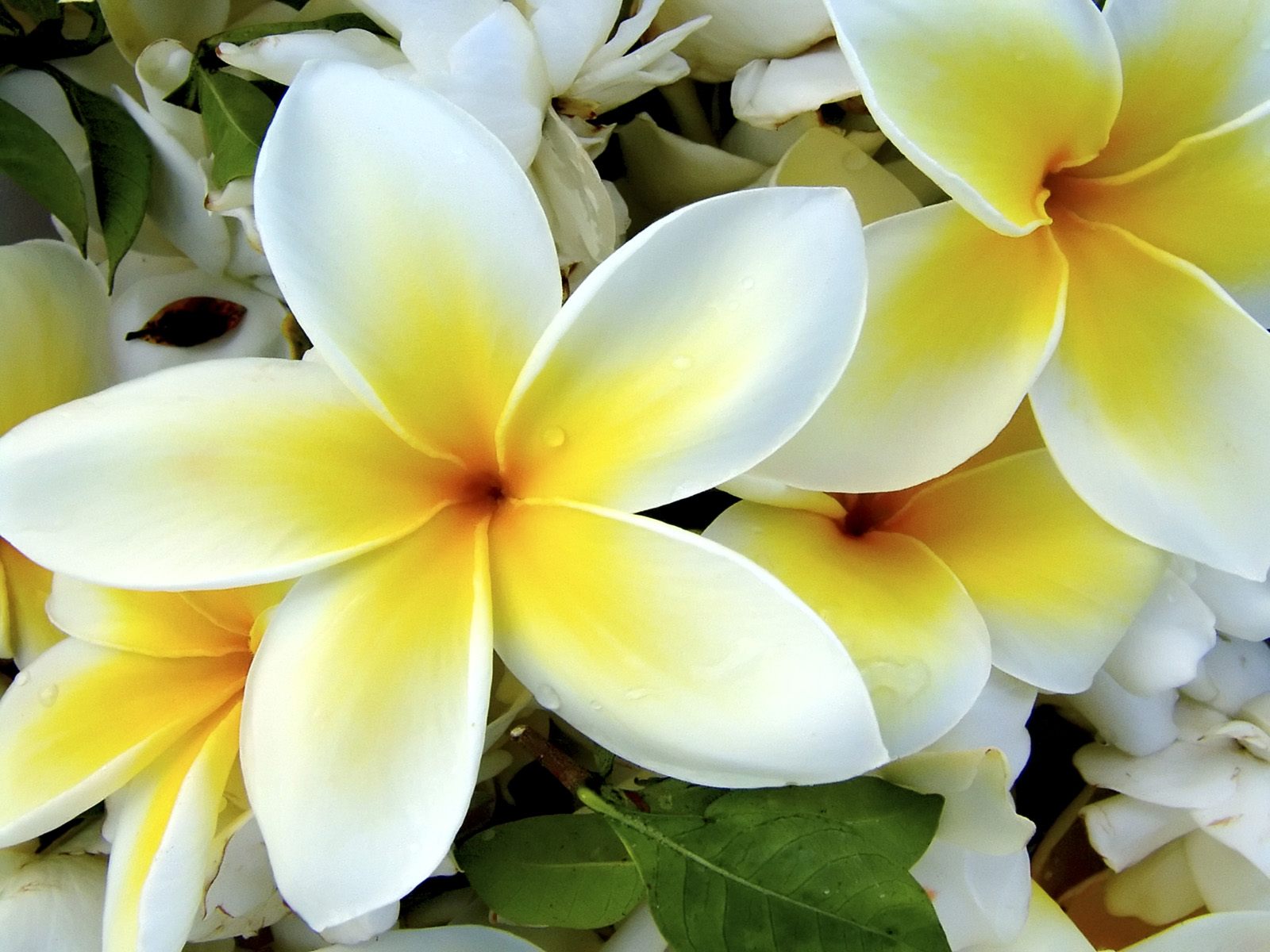 Tropical Flowers Wallpaper Full 3d Awesome