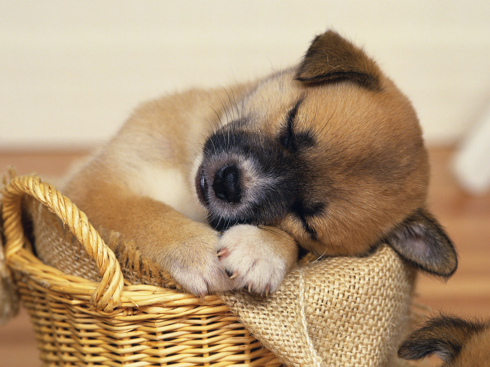 cute dogs wallpapers for desktop cute puppy backgrounds 1600x1200