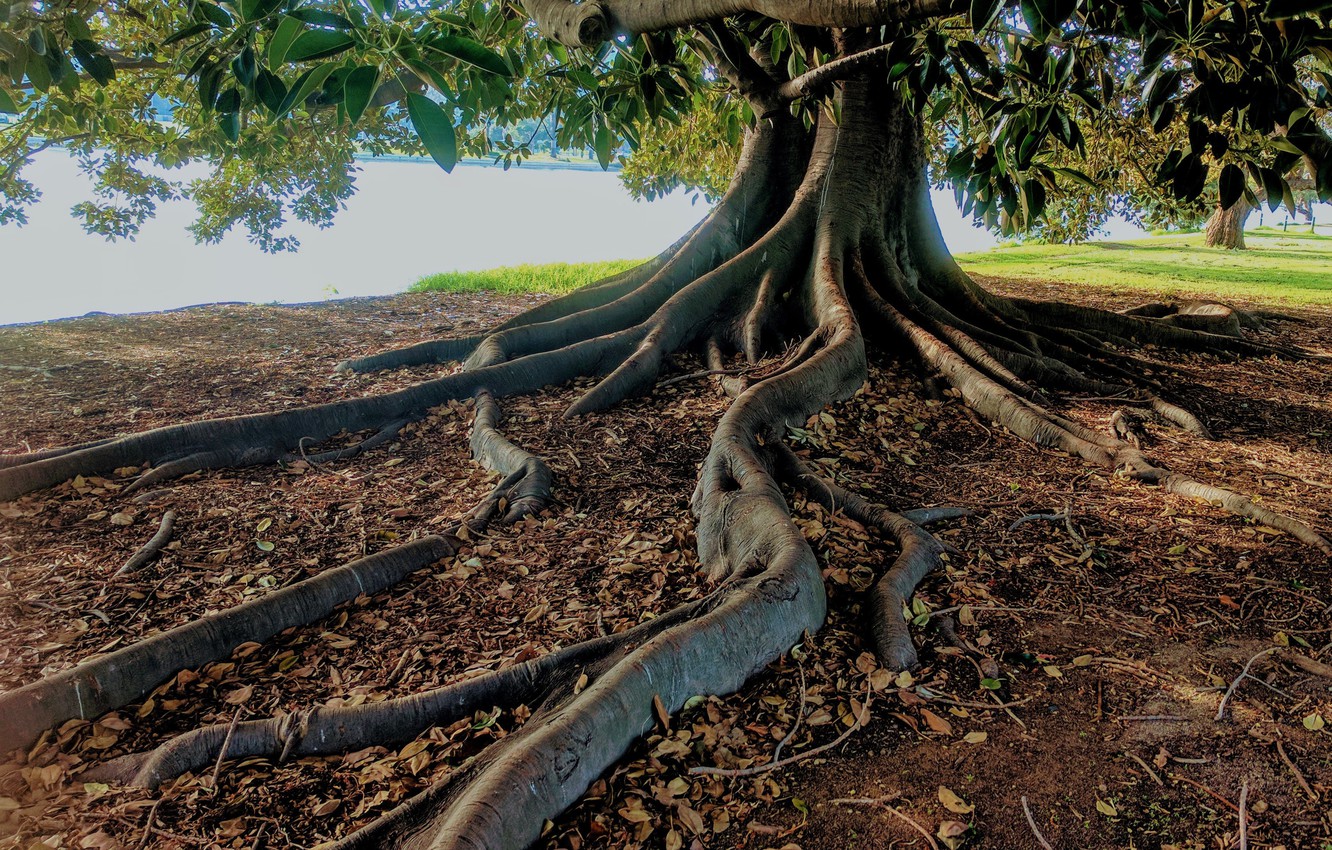 Wallpaper Nature Tree Leaves Trunk Roots Image For Desktop