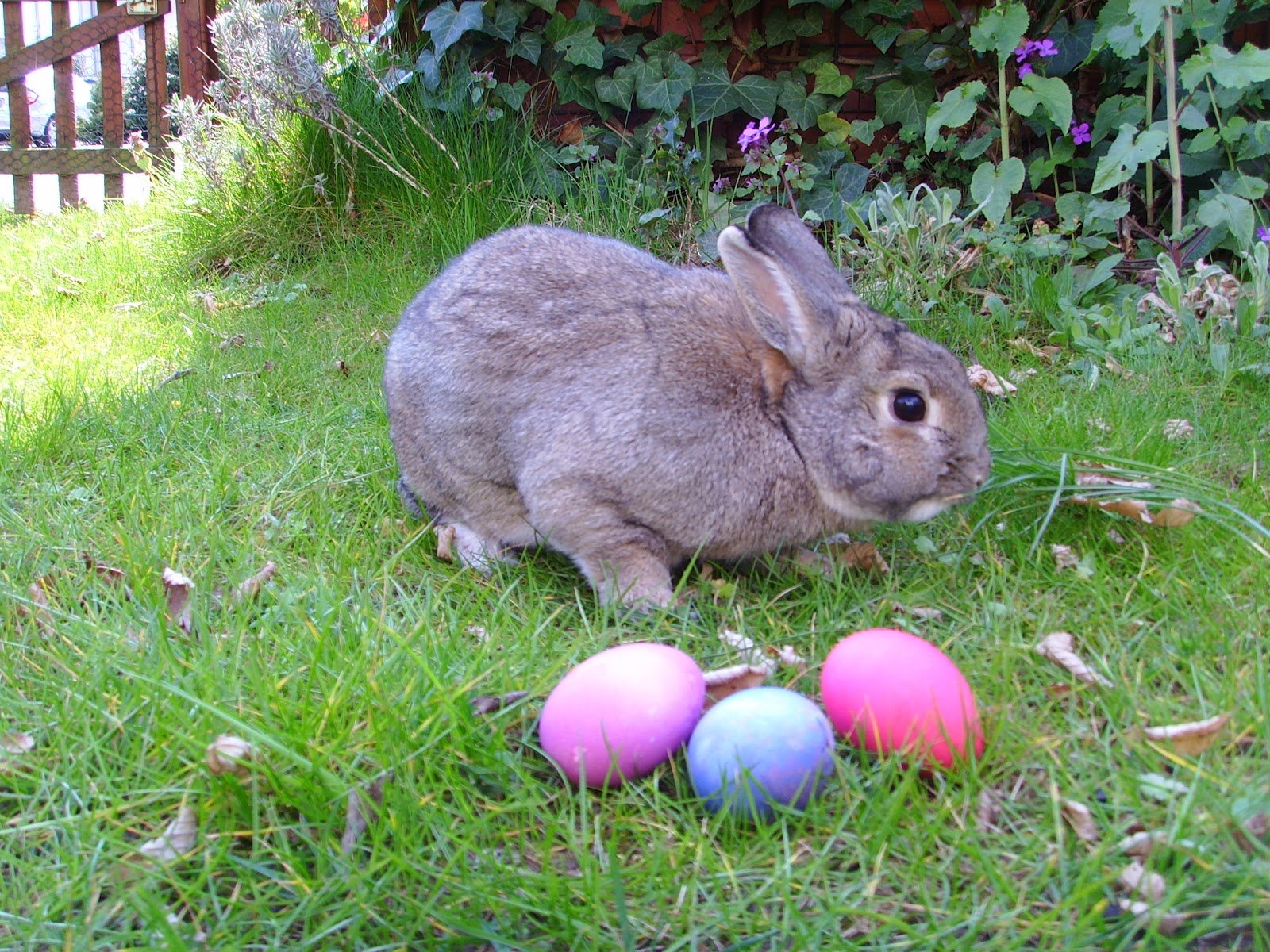 Easter Bunny and Eggs from Wikimedia Commons