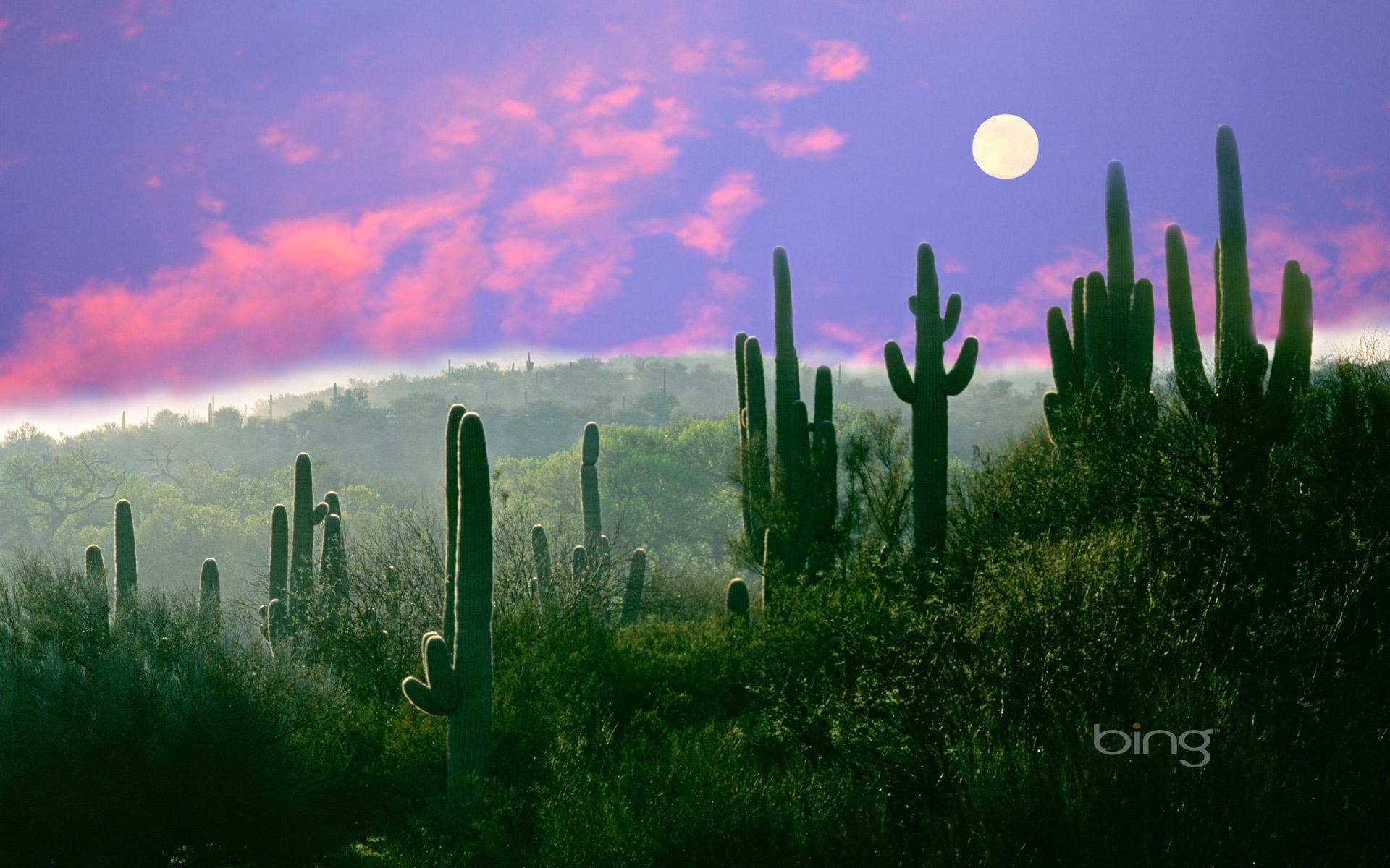 Bing Themes Grass Cactus Widescreen HD Wallpaper