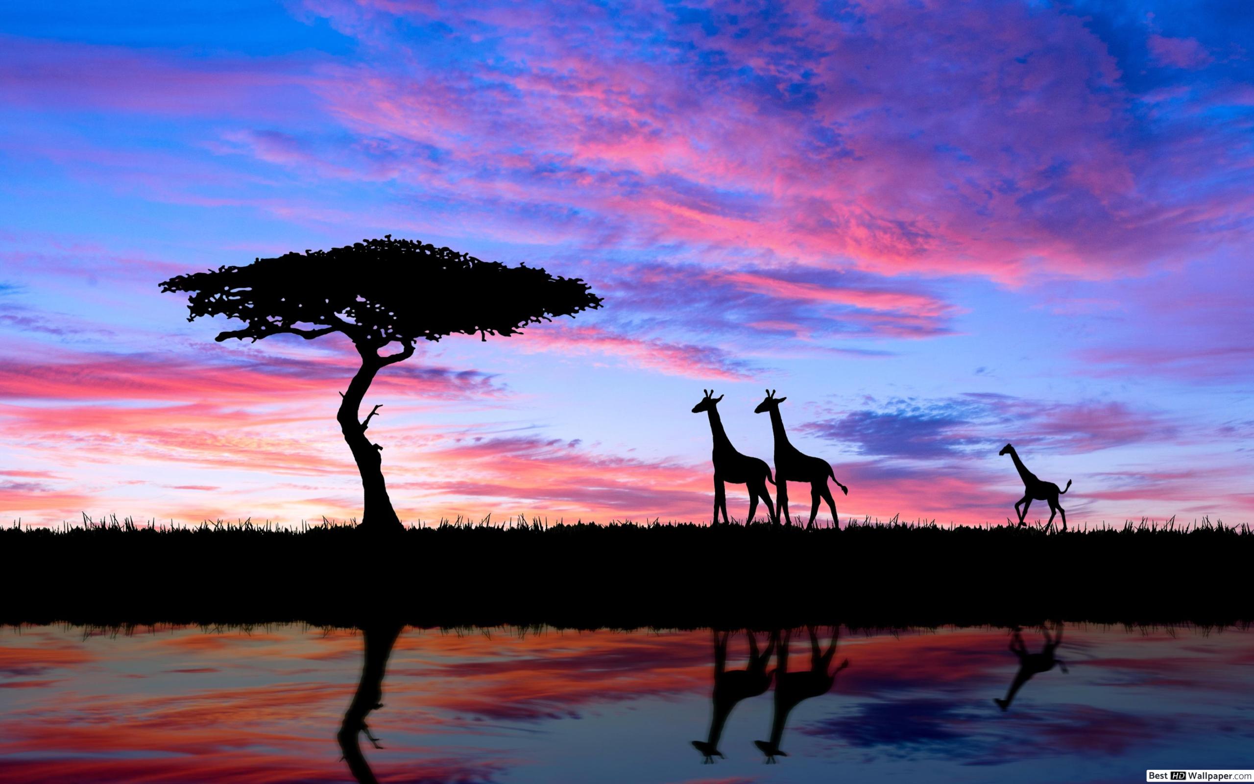 Savana Sunset And Giraffes HD Wallpaper