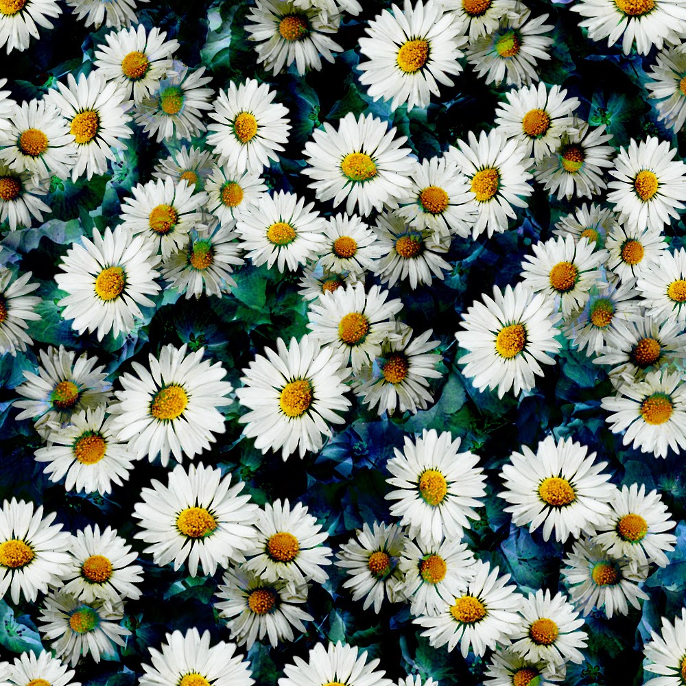 Daisy Background Quotes